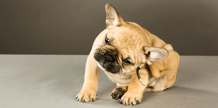 Allergies & Dermatology