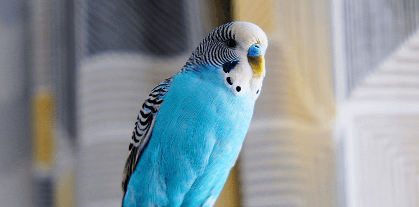 Avian Care