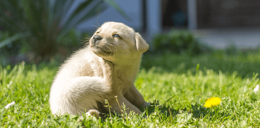 Flea Prevention & Control