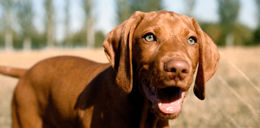 Heartworm Prevention
