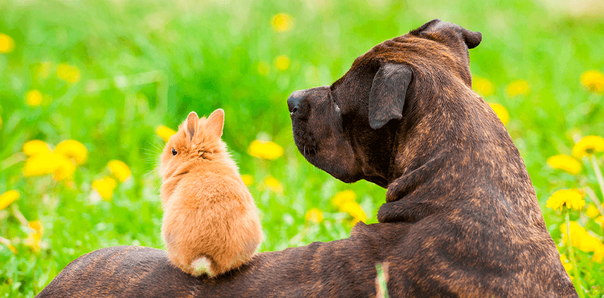 Microchipping
