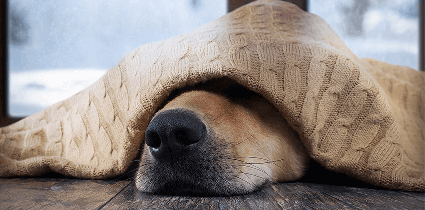 Sick Visits/Unwell Pets