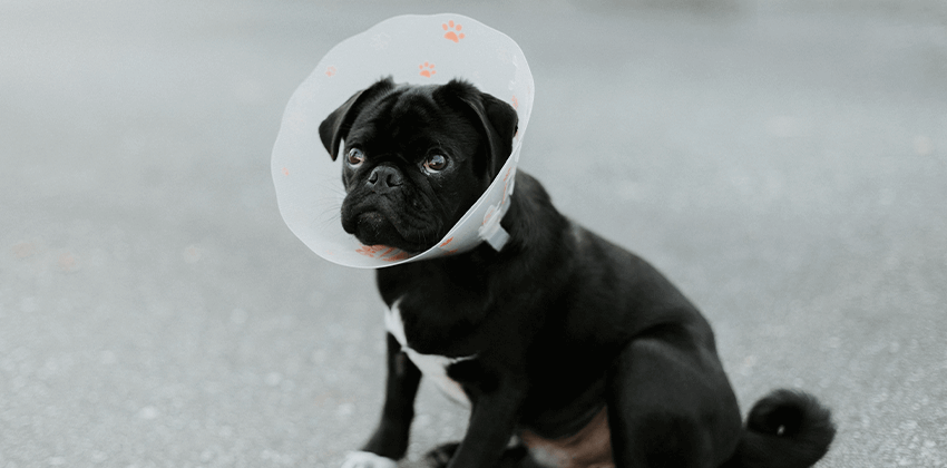 Orthopedic Surgery