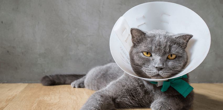 Soft Tissue Surgery