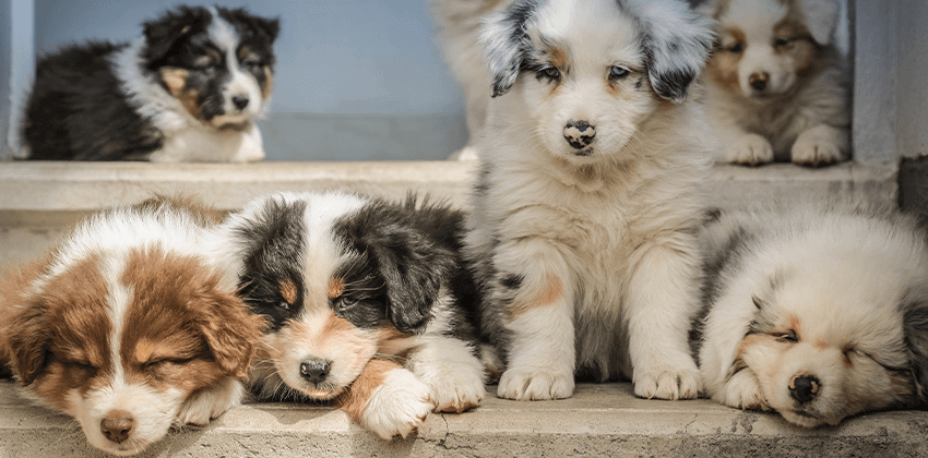 Wellness Care for Puppies