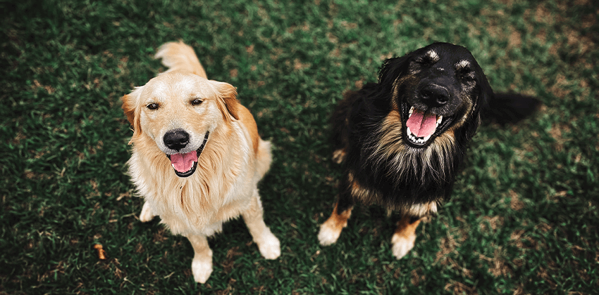 Wellness Care for Dogs