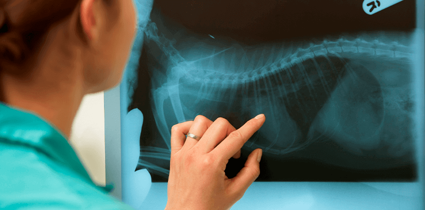 X-Rays